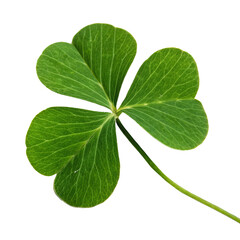 Four Leaf Clover Isolated on White Background