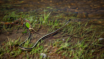 Water snake in a river