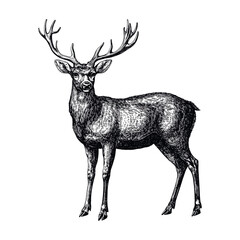 Vintage deer art in black sketch style, hand-drawn wildlife illustration, large forest animal on white background, antique-inspired vector design, rustic nature print.