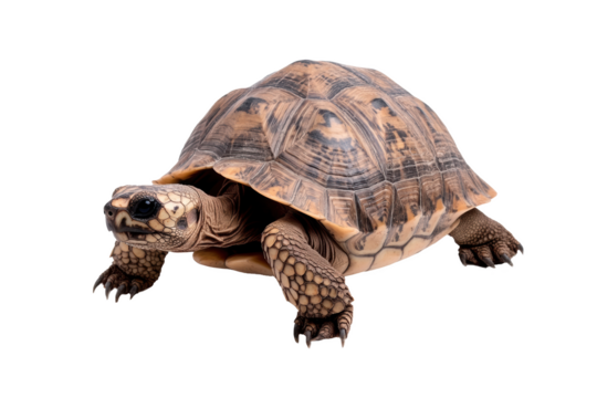 Tortue terrestre à carapace bombée et motifs géométriques, isolé et détouré