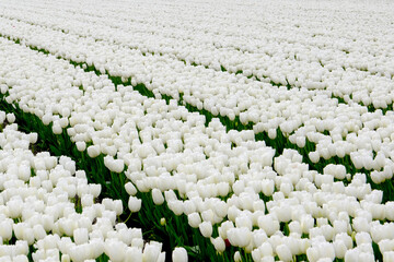 Field with tulips in the Netherlands. Rows on the field. Blooming white tulips. season in the Netherlands. Natural landscape.