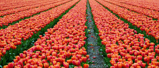 Field with tulips in the Netherlands. Rows on the field. Blooming red tulips. Season in the Netherlands. Natural landscape. Agriculture.