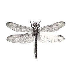 Rodent print design, trendy wildlife illustration, vintage art black sketch, dragonfly, aquatic animal vector, antique style, old engraving, white background.