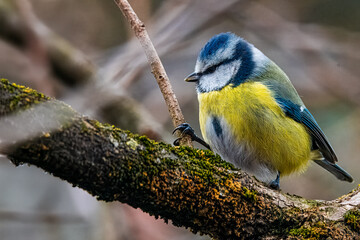 Una cinciarella (Cyanistes caeruleus) appollaiata su un ramo di melo cerca insetti da mangiare.