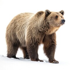 Obraz premium brown bear cub