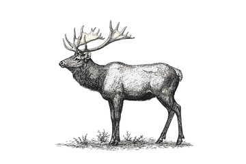 Vintage wildlife elk illustration, black sketch effect, hand-drawn large animal in antique style, trendy forest animal print design, vector elk art