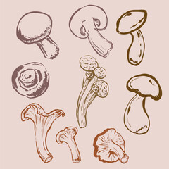 Vector mushrooms doodle illustration of chanterelle, champignon and boletus. Hand-drawn harvest sketch. Organic farm graphics. Tasty food for design, veggie market drawing print, fabric or background.