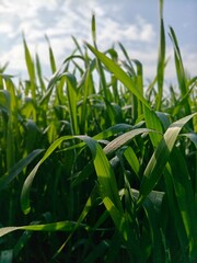 green corn field