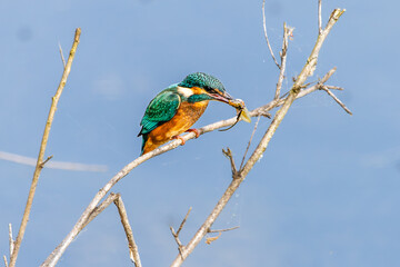 Eisvogel 14