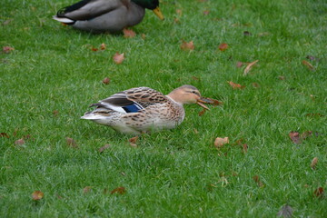 Duck brown blue feathers