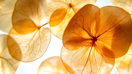 Translucent Orange Petals Illuminated by Soft Natural Light Creating a Gentle Atmosphere