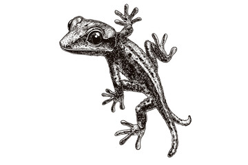 Artistic hand-drawn gecko with black sketch effect, vintage reptile art, wildlife print in old engraving style, trendy white background design, nature-inspired illustration