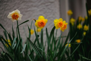 Fototapeta premium Close-up of blooming daffodils in a garden