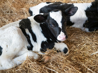Holstein calf resting on straw in a barn