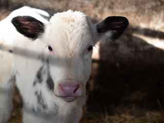 adorable white and black calf standing in a barn stall, at the sunlight