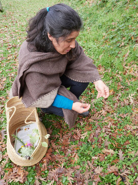 Ethnobotanist gathering herbs and studying wild plants in autumn