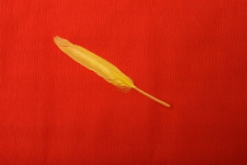 Colorful feathers on a red background. Decorative feathers.