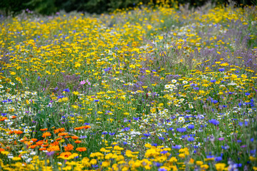 mixture of bright colourful British wildflower meadow plants
