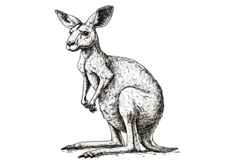 Antique style kangaroo illustration, wildlife vector print design, black sketch effect, hand-drawn art, Australia, retro wall art, trendy vintage