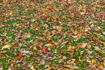 色とりどりの落ち葉が敷き詰められた秋の風景