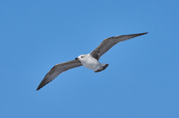 Obraz premium Juvenile seagull soaring in blue sky........