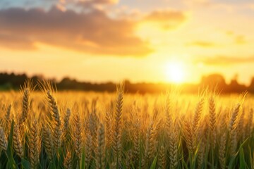 Fototapeta premium A golden wheat field bathed in warm sunlight at sunset. The ripe ears of wheat sway gently in the breeze, creating a peaceful and abundant rural landscape.