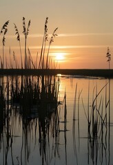 Salt Marsh Grasses at Sunrise