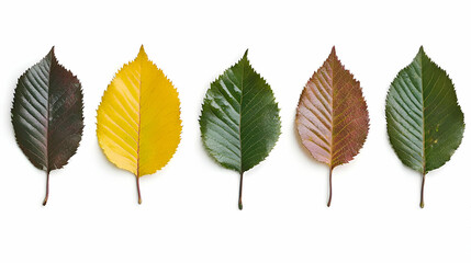 Five Leaves Showing Seasonal Color Change on White Background