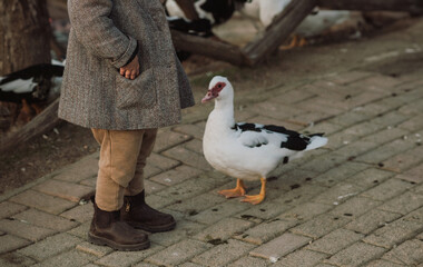 A young boy in a gray coat and a white hat stands on a farm among geese. A serene countryside moment capturing childhood, nature, and farm life.