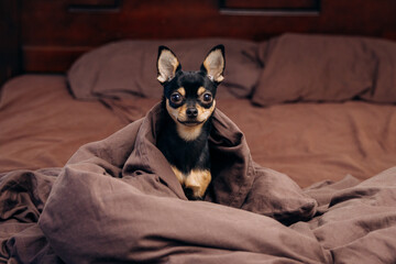 Amazing dog sitting under a blanket on the bed. Beautiful chihuahua.