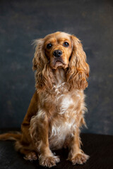 American cocker spaniel on black background