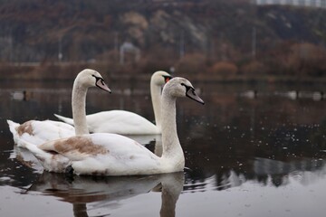 Obraz premium a family of swans is in the river in winter.