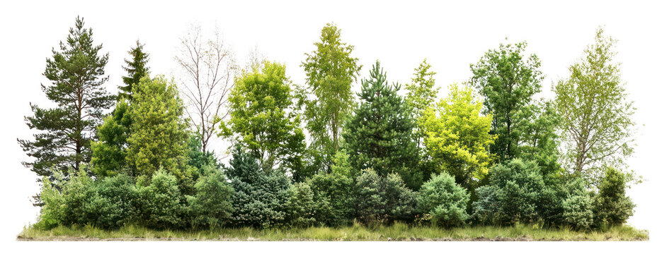 PNG Group of trees forest outdoors scenery.