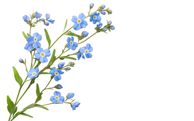 Blue iris flower on transparent or white background,png