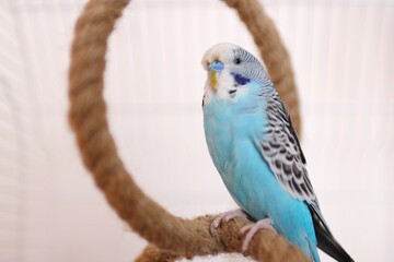 portrait of a blue parakeet at home in a cage