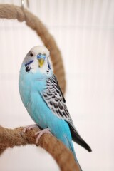 portrait of a blue parakeet at home in a cage