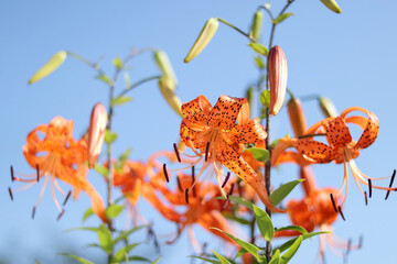 Orange tiger lilies with spotted petals blooming in sunlight. The vibrant flowers contrast beautifully with the soft blue sky, evoking summer warmth.