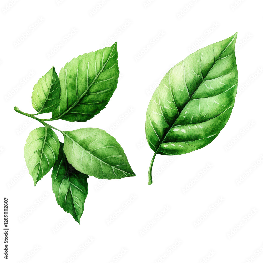 Poster three green leaves arranged on a black background for a minimalist natural composition isolated on t