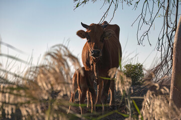 Cow and her calf are standing in a field at sunset. Akrotiri marsh, Cyprus