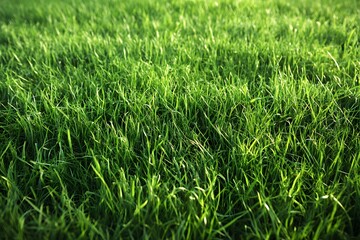 Obraz premium green grass background