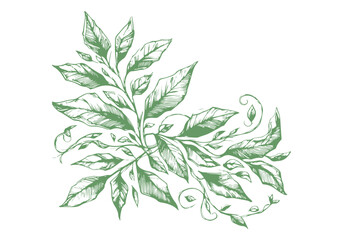 Bay Leaf Hand Drawn Illustration Sketch Vector Isolated