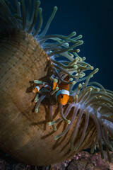 Finding nemo portrait clown fish with family at anemone