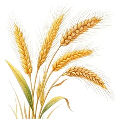 ears of wheat