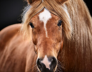 Obraz premium Close-up portrait of a horse with a flowing mane, showcasing its expressive eyes and strong jawline.