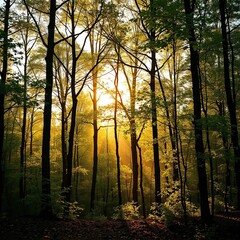 Fototapeta premium A tranquil scene of a forest with golden light, trees, foliage, forest
