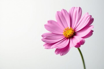 Obraz premium White background showcases delicate cosmos petals, cosmos, background