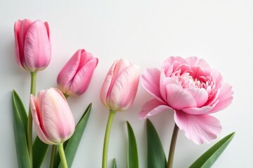 Fototapeta premium Delicate tulip and peony blooms in soft pastel shades against a white background, organic, peonies, bloom