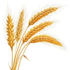 ears of wheat