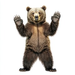 Obraz premium Grizzly Bear Standing, Hands Raised, White Background