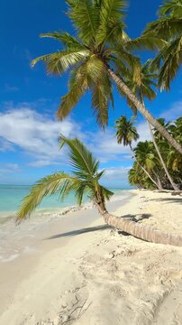 amazing tropical coconut palm trees over the blue sea of carribbean beach